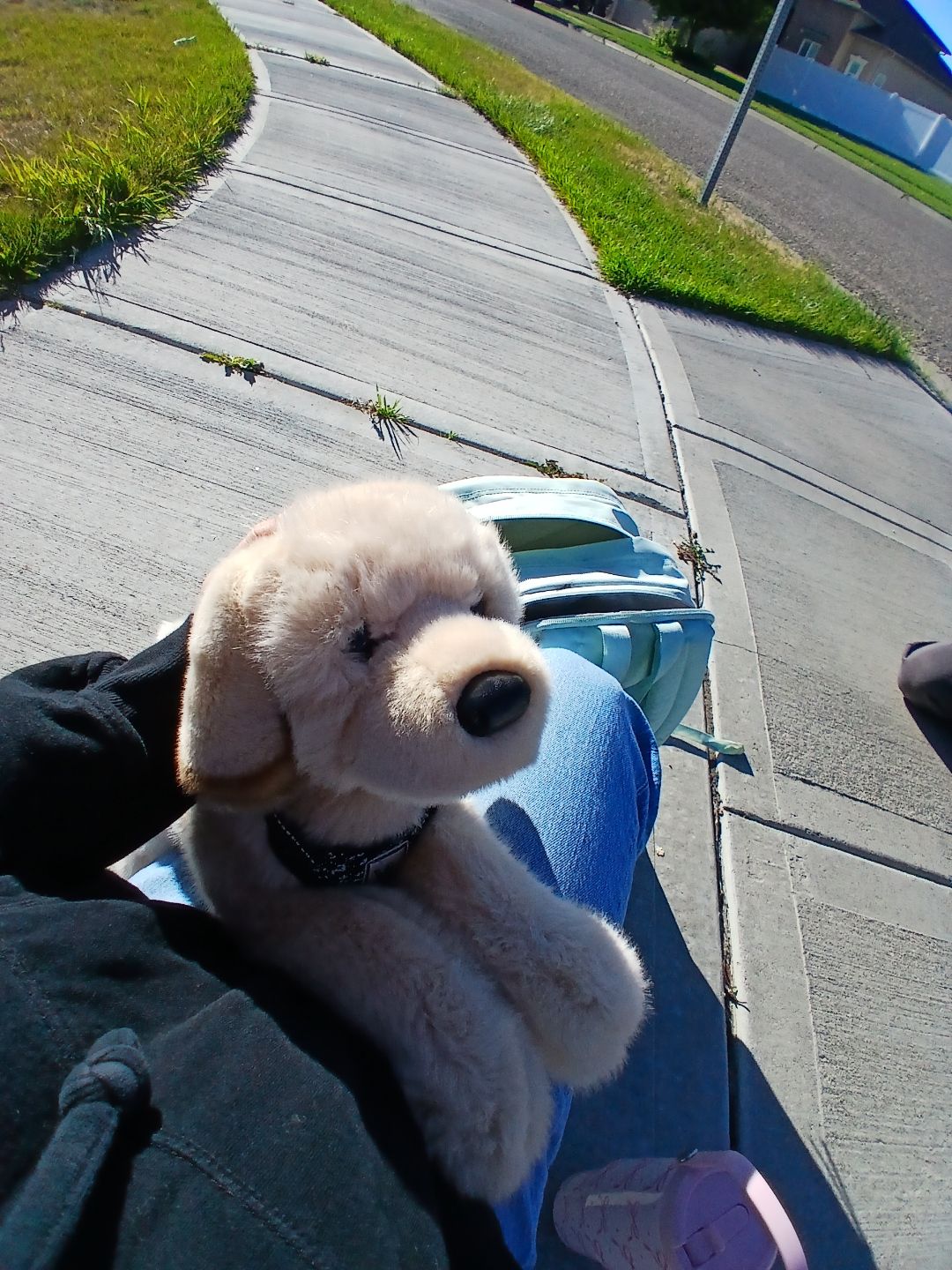 A plush lab pup out for a sidewalk walk