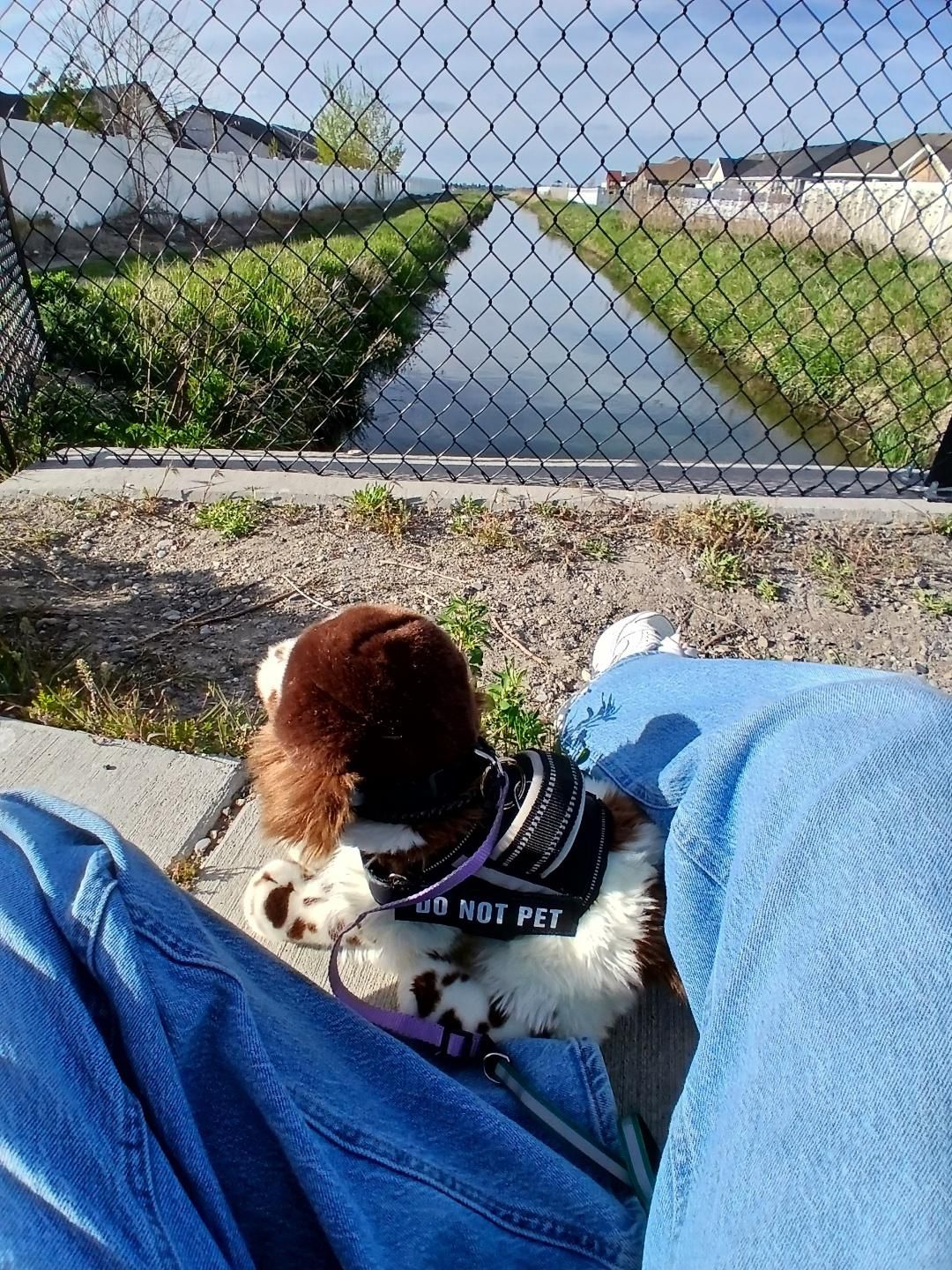 A plush spaniel along for the ride in its harness